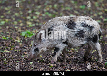 Gefleckte Wildschwein (Sus scrofa) Gestromtes Ferkel Futter im Herbst Wald Stockfoto