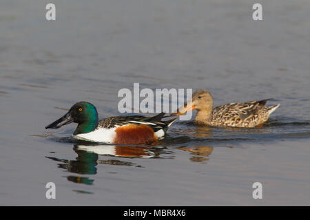 Northern shoveler/Northern shoveler (Anas Clypeata) männlich und weiblich Paar in der Zucht Gefieder Schwimmen im See im Frühjahr Stockfoto