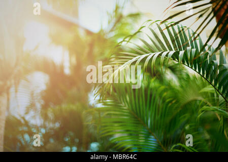 Tropischen grünen Palmen im Hintergrund. Sun Lichteffekt und sonnig. Sommer, Urlaub und Reisen Konzept mit kopieren. Palm Blätter und Zweige. Stockfoto
