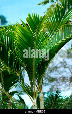 Tropischen grünen Palmen im Hintergrund. Sommer, Urlaub und Reisen Konzept mit kopieren. Palm Blätter und Zweige. Stockfoto