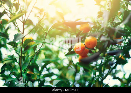 Orange Tree mit ganzen Früchten. Frische Orangen auf Zweig mit grünen Blättern, Sonnenlicht Wirkung. Sommer Konzept. Platz kopieren Stockfoto