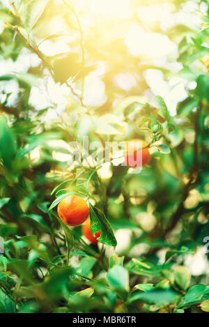 Orange Tree mit ganzen Früchten. Frische Orangen auf Zweig mit grünen Blättern, Sonnenlicht Wirkung. Sommer Konzept. Platz kopieren Stockfoto