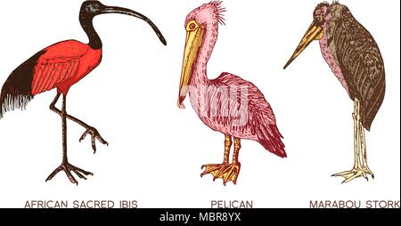 Pelikan und Afrikanischen heiliger ibis und Störche. Graviert Hand gezeichnet Vektor Vögel, Skizze grafische Vintage Style, phoenicopteridae. Tropische Tier. Stock Vektor