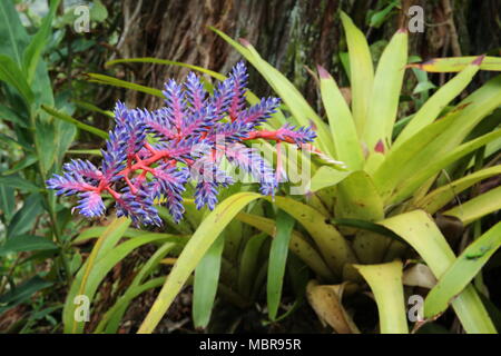 Aechmea Blue Tango Bromelie Blume Stockfoto