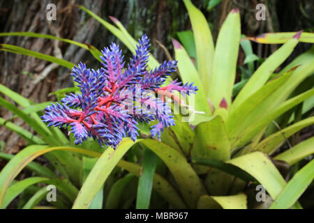 Aechmea Blue Tango Bromelie Blume Stockfoto