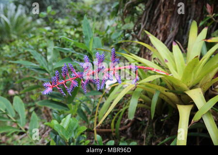 Aechmea Blue Tango Bromelie Blume Stockfoto