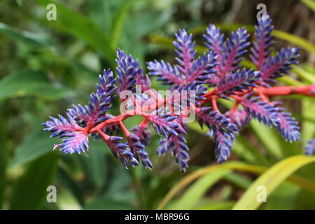 Aechmea Blue Tango Bromelie Blume Stockfoto