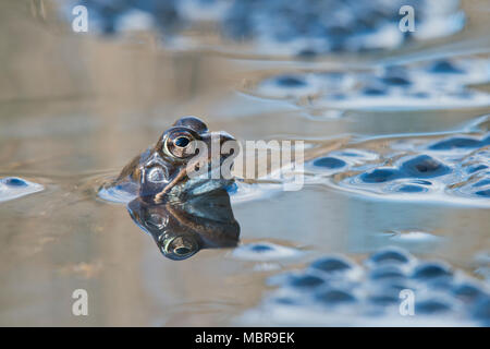 Grasfrosch (Rana temporaria) laichen in Gewässern, Emsland, Niedersachsen, Deutschland Stockfoto