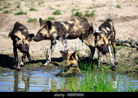 Afrikanische Wildhunde (Lycaon pictus), Erwachsener, pack am Wasserloch, Sabi Sand Game Reserve, Krüger Nationalpark, Südafrika Stockfoto