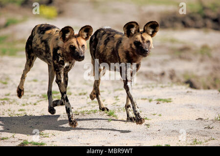 Afrikanische Wildhunde (Lycaon pictus), Jagd, laufen, soziales Verhalten, Sabi Sand Game Reserve, Kruger National Park Stockfoto