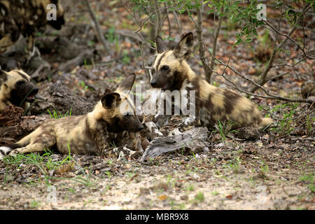 Zwei Afrikanische Wildhunde (Lycaon pictus), Erwachsener, essen Beute, soziales Verhalten, Sabi Sand Game Reserve, Kruger National Park Stockfoto