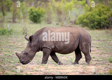 Weiße Nashörner (Rhinocerotidae)), junge Tier Futtersuche, Dickhäuter, Krüger Nationalpark, Südafrika Stockfoto