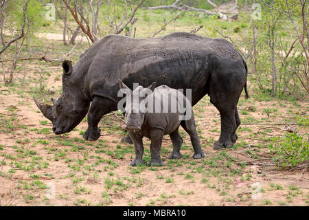 Weiße Nashörner (Rhinocerotidae)), Erwachsener, Mutter Tier mit jungen Tier auf der Suche nach Nahrung in Buschland, Essen Stockfoto