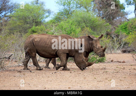 Zwei weiße Nashörner (Rhinocerotidae)), nach zwei Männer zu Fuß Seite an Seite durch Buschland, dickhäuter Stockfoto