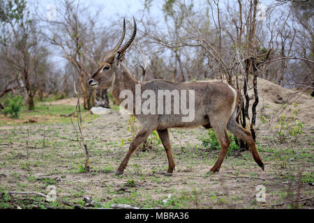 Ellipsen wasserbock (Kobus ellipsiprymnus), Erwachsener, Mann, Krüger Nationalpark, Südafrika Stockfoto