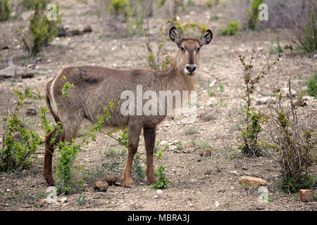 Ellipsen wasserbock (Kobus ellipsiprymnus), Erwachsener, Frau, Alert, Krüger Nationalpark, Südafrika Stockfoto