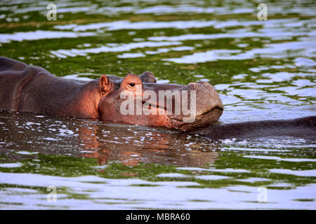 Flusspferd (Hippopotamus amphibius), Erwachsener, Baden im Wasser, Tier Portrait, Sabi Sand Game Reserve, Kruger National Park Stockfoto