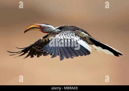 Southern Yellow-billed Hornbill (Tockus leucomelas), Erwachsener, Fliegen, Krüger Nationalpark, Südafrika Stockfoto