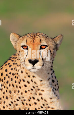 Gepard (Acinonyx jubatus), Erwachsener, Tier Portrait, Alert, Sabi Sand Game Reserve, Krüger Nationalpark, Südafrika Stockfoto