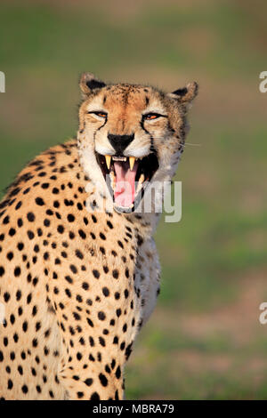 Gepard (Acinonyx jubatus), Erwachsener, Tier Portrait, Gähnen, Sabi Sand Game Reserve, Krüger Nationalpark, Südafrika Stockfoto