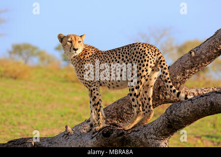 Gepard (Acinonyx jubatus), erwachsenen Mann auf Baum, Blick, Sabi Sand Game Reserve, Krüger Nationalpark, Südafrika Stockfoto