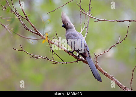 Grau-weg-bird (Corythaixoides concolor), Erwachsener, sitzt auf einem Ast, Krüger Nationalpark, Südafrika Stockfoto