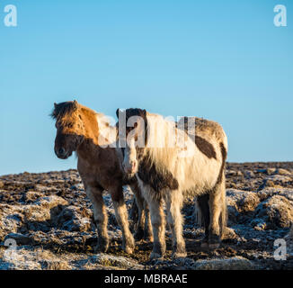 Zwei Isländische Pferde (Equus) islandicus im südlichen Island, Island Stockfoto