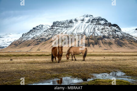 Zwei Isländische Pferde (Equus islandicus) an einem kleinen Fluss vor der schneebedeckten Berge, South Island, Island Stockfoto