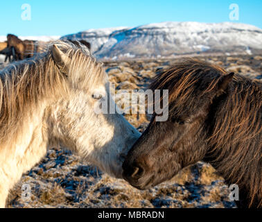 Zwei Isländische Pferde (Equus) islandicus, Tier portrait Schnüffeln im südlichen Island, Island Stockfoto