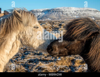 Zwei Isländische Pferde (Equus) islandicus, Tier portrait Schnüffeln im südlichen Island, Island Stockfoto