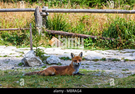 Wilde kleine Fuchs bei der Tourist Camp im Wald in der Nähe von hrebienok Resort (1285 m) in der Hohen Tatra, Slowakei Stockfoto