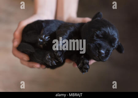 Welpen, kleine schwarze Labrador Hund schläft, liegt in der Hand, Deutschland Stockfoto