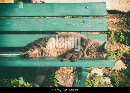 Katze schläft auf einer Bank im Park Stockfoto