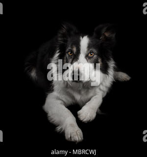 Border Collie Portrait im Studio Stockfoto
