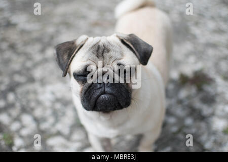 Titan der junge Mops Welpen nach oben mit geschlossenen Augen Stockfoto