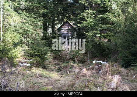 Die Sonnenstrahlen durch die Bäume und Sträucher rund um kleine hölzerne Scheune in Bergen Forest Village Stockfoto