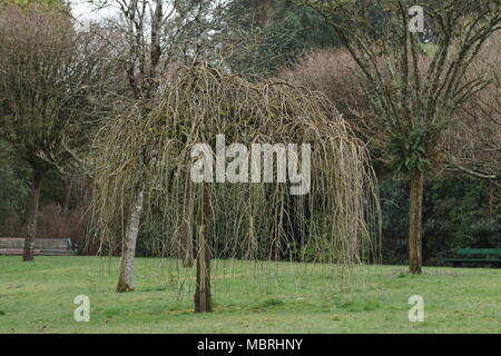 Morus alba 'Pendula' (Weinen White Mulberry) Stockfoto