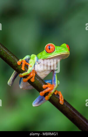 Red-eyed Tree Frog - Agalychnis callidryas, schöne bunte von iconic nach Mittelamerika Wälder, Costa Rica. Stockfoto