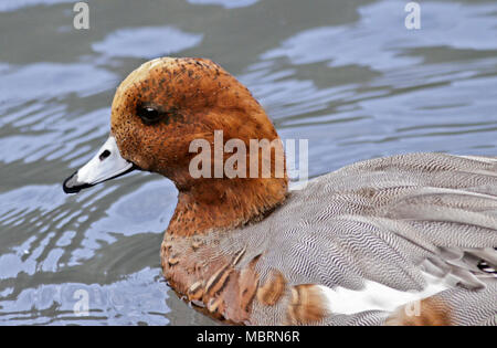 Eurasischen Pfeifente (Anas penelope/. maraca Penelope), UK Stockfoto