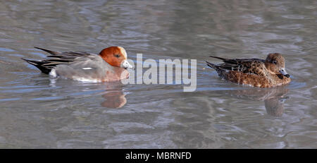 Eurasischen Wigeons Männlichen und Weiblichen (Anas penelope/. maraca Penelope), UK Stockfoto