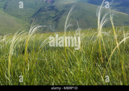 Ländliche Landschaft von korab Koritnik Naturpark in Albanien an der Grenze zu Mazedonien und Kosovo Stockfoto