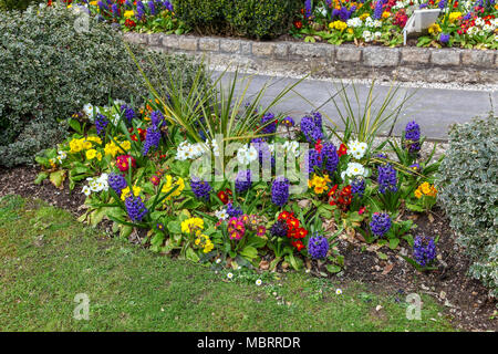 Eine farbige Darstellung der Frühling Blumen einschließlich blau/lila Hyazinthen () und verschiedenen farbigen Primulars Stockfoto