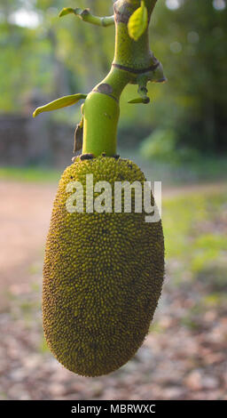 Jackfrucht, wild Jack Online Obst, Jackfrucht in einem Baum, indische Jackfrucht Stockfoto