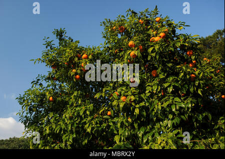 Orange Tree in Giardino Degli Aranci (Der Garten der Orangen) auf Aventin, im historischen Zentrum von Rom aufgeführt von der UNESCO zum Weltkulturerbe in Rom, Stockfoto