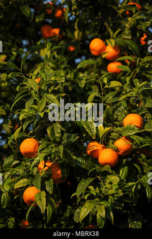 Orange Tree in Giardino Degli Aranci (Der Garten der Orangen) auf Aventin, im historischen Zentrum von Rom aufgeführt von der UNESCO zum Weltkulturerbe in Rom, Stockfoto