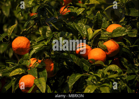Orange Tree in Giardino Degli Aranci (Der Garten der Orangen) auf Aventin, im historischen Zentrum von Rom aufgeführt von der UNESCO zum Weltkulturerbe in Rom, Stockfoto