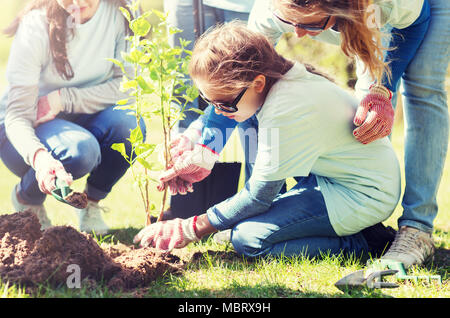 Gruppe von Freiwilligen pflanzung Baum im Park Stockfoto