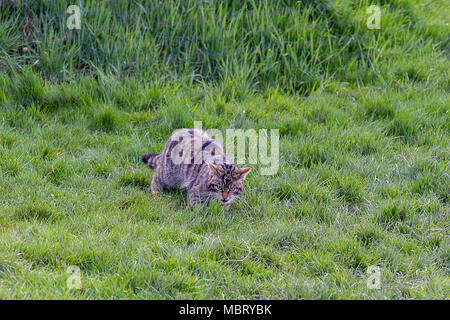 Schottische Wildkatze (Felis Silvestris) Grampia stalking im Gras am britischen Wildlife Center, Lingfield Surrey, Großbritannien Stockfoto