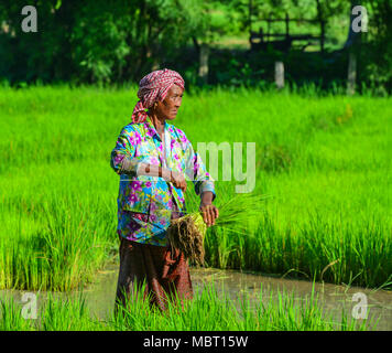 Eine Giang, Vietnam - Sep 2, 2017. Eine Frau auf dem Reisfeld am sonnigen Tag in einem Giang, südlichen Vietnam. Stockfoto