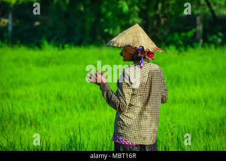 Eine Giang, Vietnam - Sep 2, 2017. Eine Frau auf dem Reisfeld am sonnigen Tag in einem Giang, südlichen Vietnam. Stockfoto